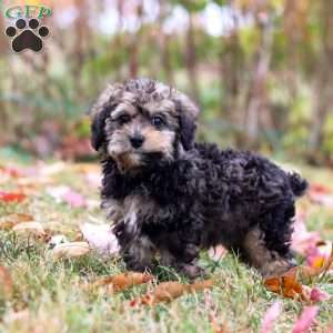 Oliver, Toy Poodle Puppy